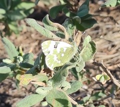 Pontia daplidice daplidice