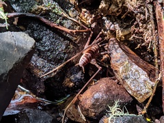 Pachyrhamma acanthocerum