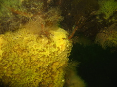 Halichondria sitiens