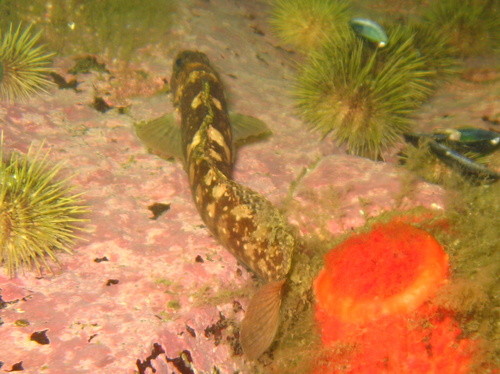 Gestreepte slijmvis (Ulvaria subbifurcata) — Stichaeidae — 4