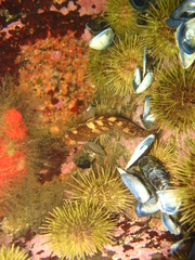 Ulvaria subbifurcata