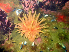 Cribrinopsis similis