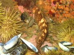 Ulvaria subbifurcata