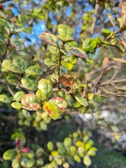 Austropuccinia psidii
