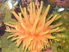 Cribrinopsis similis