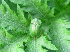 Cassida stigmatica