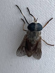 Tabanus