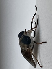Tabanus