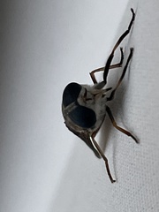 Tabanus