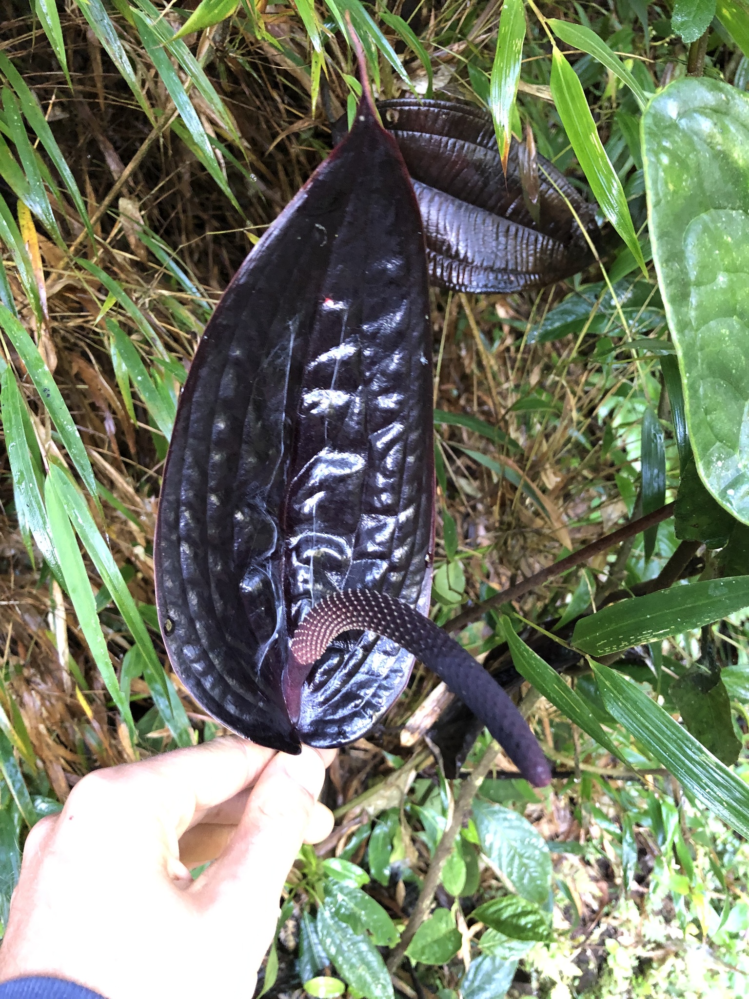 Anthurium caramantae Engl.