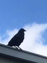 Corvus corax
