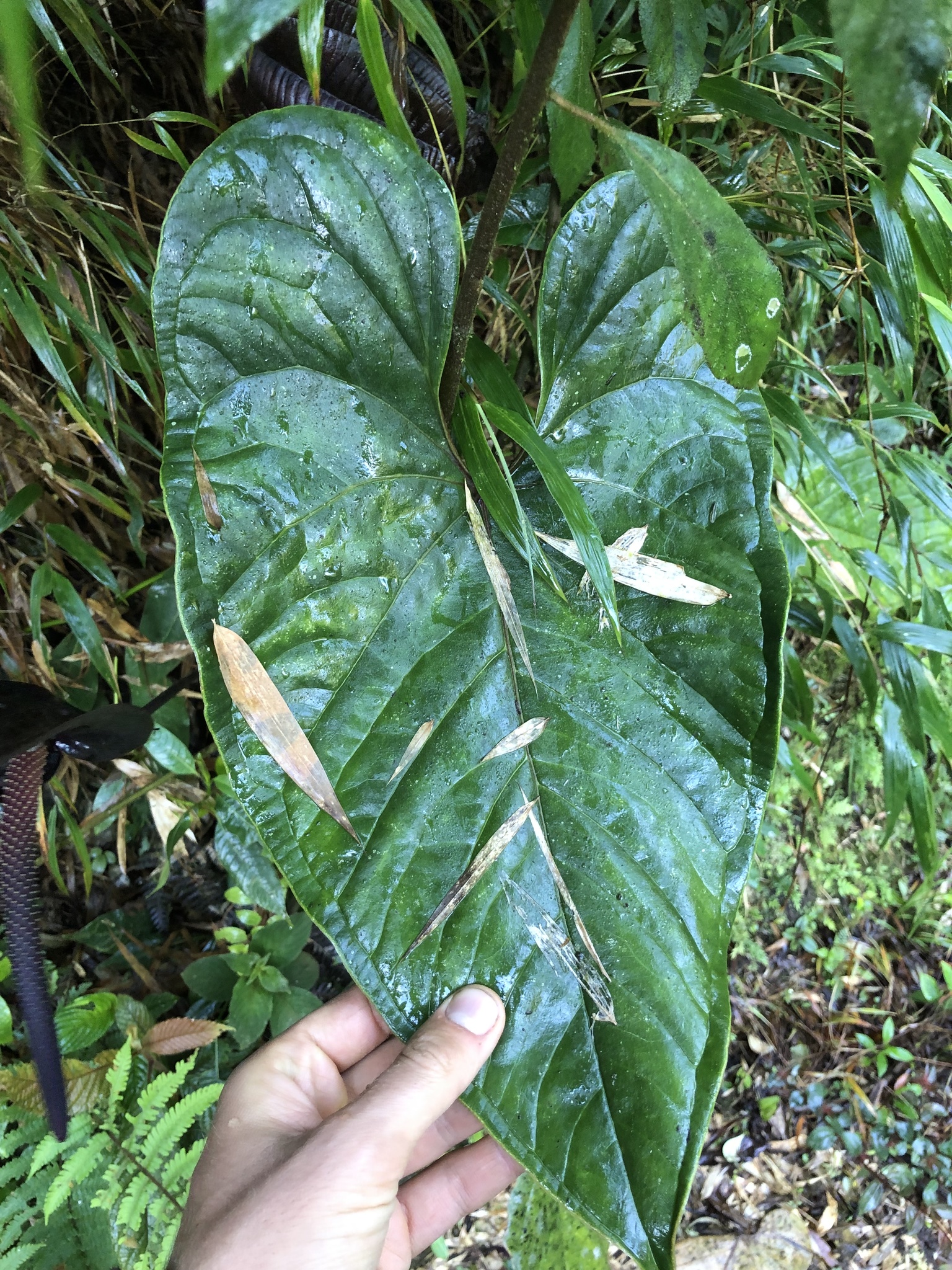 Anthurium caramantae Engl. 2
