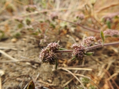 Chorizanthe cuspidata cuspidata
