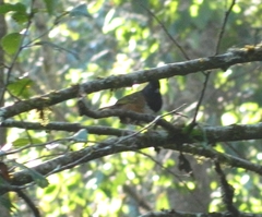 Pipilo maculatus macronyx