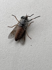Tabanus