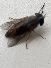 Tabanus