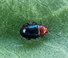 Podagrica fuscicornis