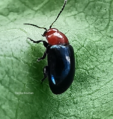 Podagrica fuscicornis