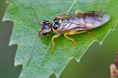 Pamphilius vafer