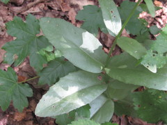 Hylotelephium maximum maximum