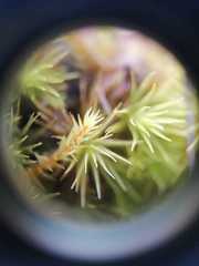 Triquetrella tristicha