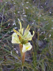 Moraea trifida