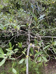 Ilex cassine image