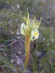 Moraea trifida