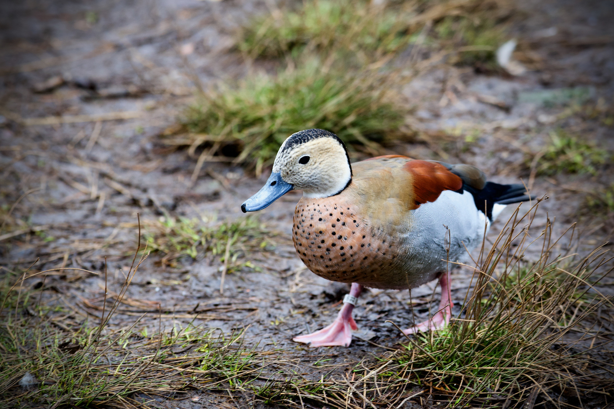 Ringed Teal illustration