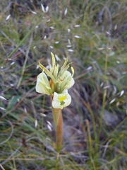 Moraea trifida