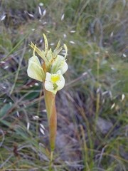 Moraea trifida