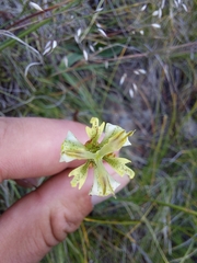 Moraea trifida