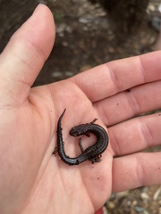 Plethodon ventralis