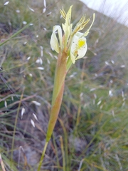 Moraea trifida