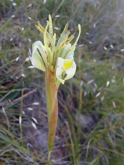 Moraea trifida