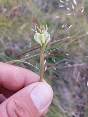 Moraea trifida