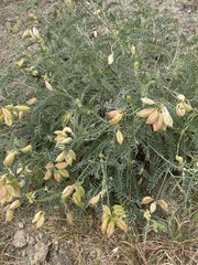 Astragalus curtipes