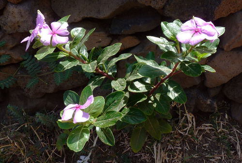 Catharanthus roseus image