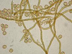 Oligonema persimile