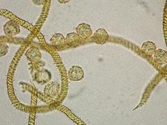 Oligonema persimile