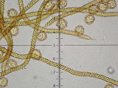 Oligonema persimile