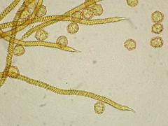 Oligonema persimile