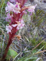 Satyrium neglectum neglectum