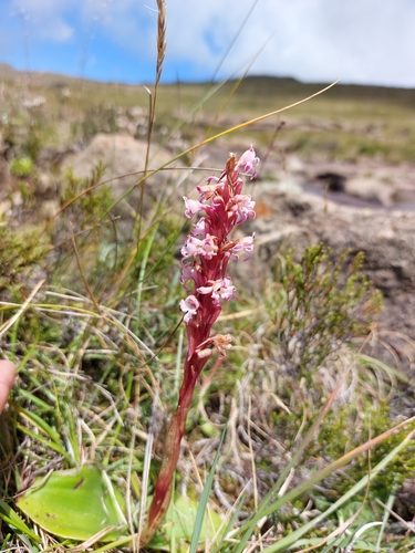 Image of Satyrium neglectum by (c) Manuel R Popp, some rights reserved (CC BY)