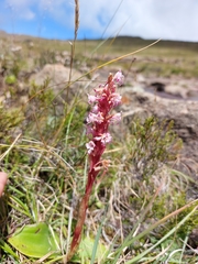 Satyrium neglectum neglectum