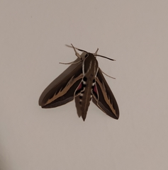 Hyles euphorbiarum