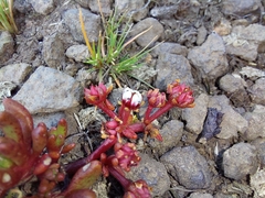 Crassula peploides
