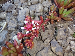 Crassula peploides