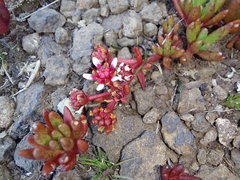 Crassula peploides