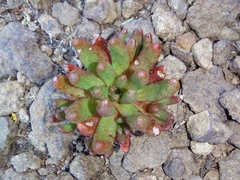 Crassula peploides